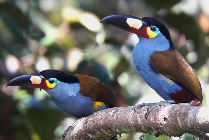 Birding Tour - Meeting and Pickup