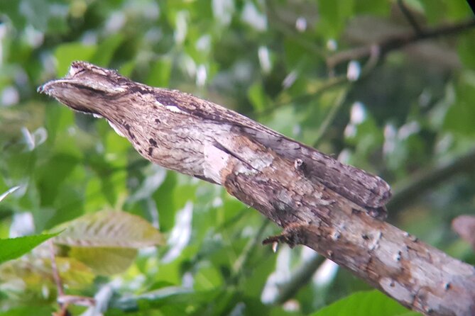 Birdwatching Tour in Monteverde - Bird Species and Sightings