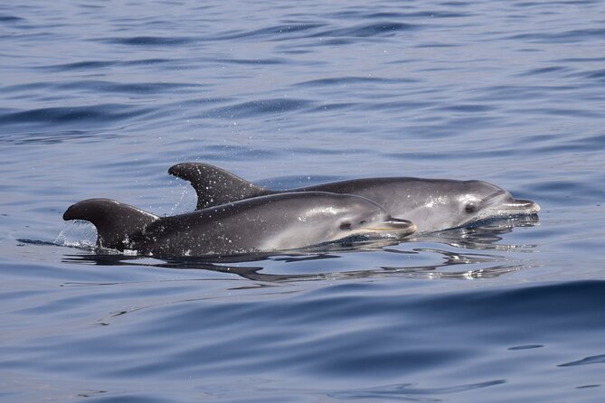 Bonadea II Ecological Whale Watching, 2 Hours - The Knowledgeable Guide