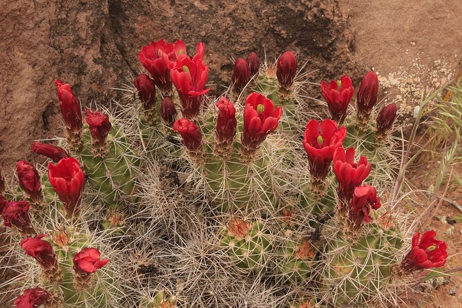 Canyonlands National Park Needles District by 4x4 - Scenic Highlights of the Tour