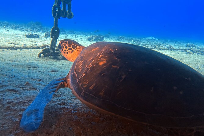 Certified Diver: 2-Tank Deep Wreck and Shallow Reef Dive Off Oahu - Meeting the Dive Oahu Team