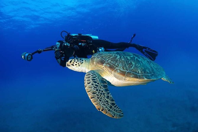 Certified Diver: 2-Tank Shallow Reef Dives off Oahu - Participant Requirements and Policies