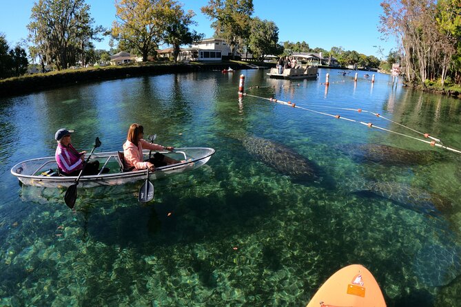 Clear Kayak Manatee Ecotour of Crystal River - Guided Tour Experience