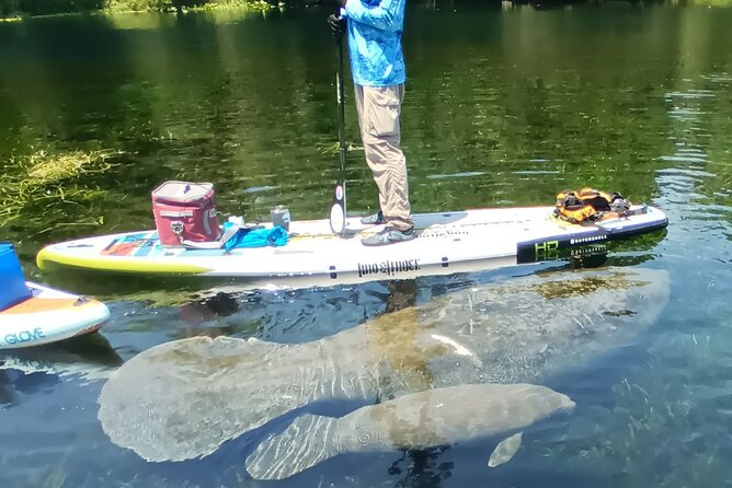 Clear Kayak or Paddleboard Manatee Adventure - Guide and Support
