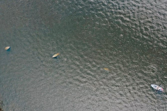 Clear Kayak Tour of Tarpon Springs | Manatee Season - Learning About Local History