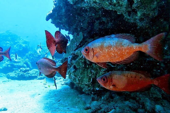 Clear Kayak Tour With Pontoons and Optional Snorkeling-Unlimited - Tour Duration and Schedule