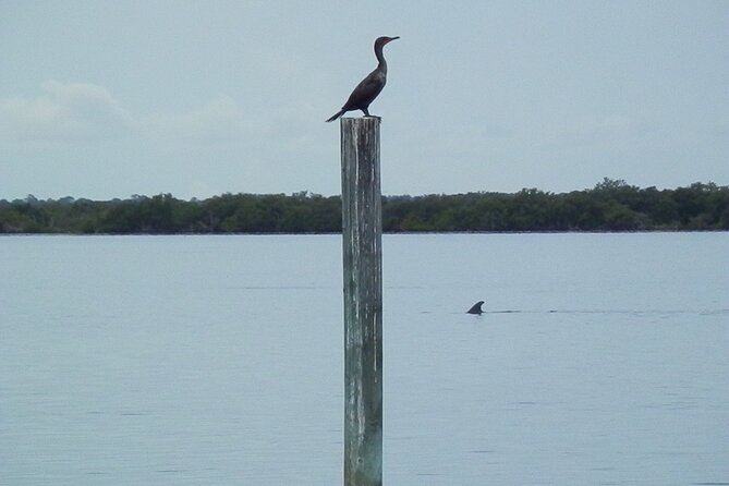 Cocoa Beach Dolphin Tours on the Banana River - Traveler Experiences and Feedback