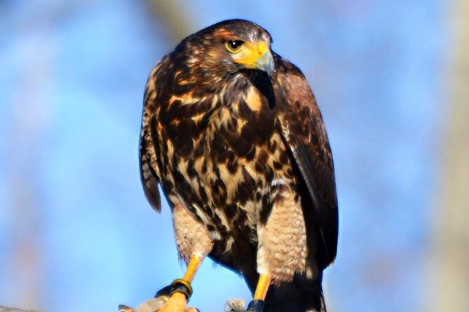 Colorado Springs Hands-On Falconry Class and Demonstration - Licensed Falconer as Guide