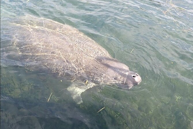 Crystal River Manatee Viewing Cruise - Meeting Point and Location