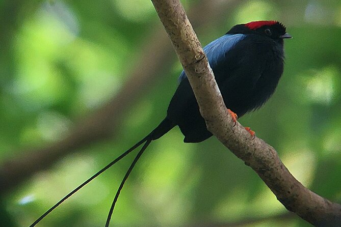 Curicancha Birdwatching Tour - Logistics and Booking Details