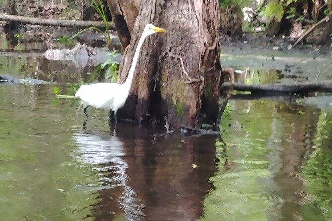 Cypress Forest: Guided Nature Kayak Eco-Tour - Positive Reviews and Feedback
