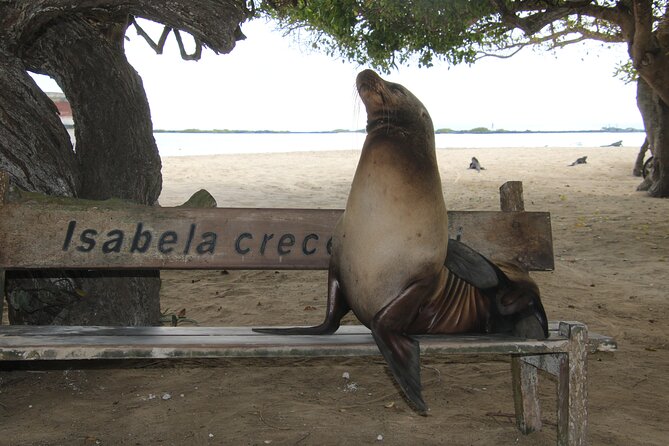 Day Tour to Isabela Island With Tintorera Islet, Snorkeling Wetlands & Flamingos - Exploring Wetlands and the Breeding Centre