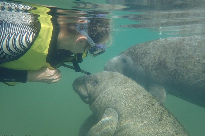 Deluxe Manatee Swim Tour - The Tour Itinerary: Discovering Natures Wonders