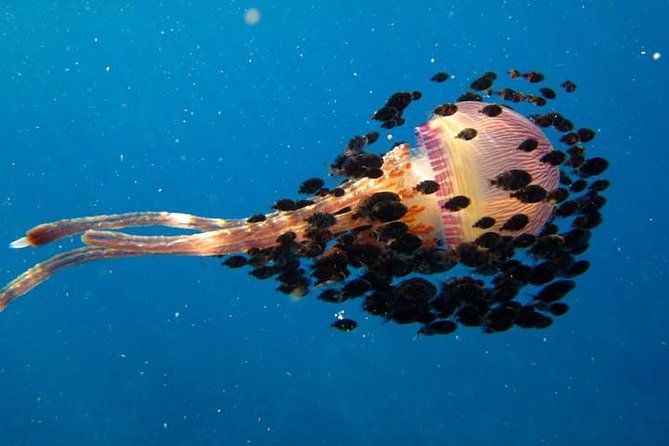 Deluxe Morning Snorkeling Adventure - Marine Life Sightings