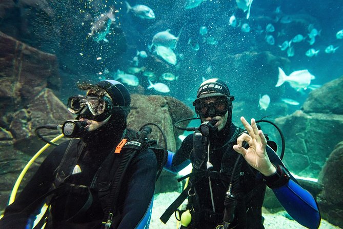 Diving in the Madeira Aquarium - Safety Considerations