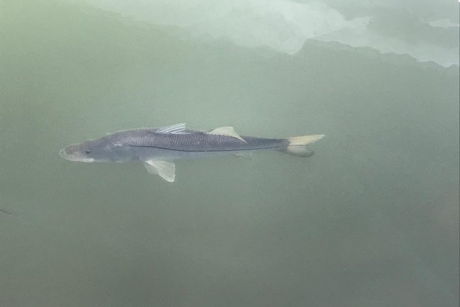 Dolphin Shelling Snorkeling Cruise in Tampa - Capacity and Accessibility
