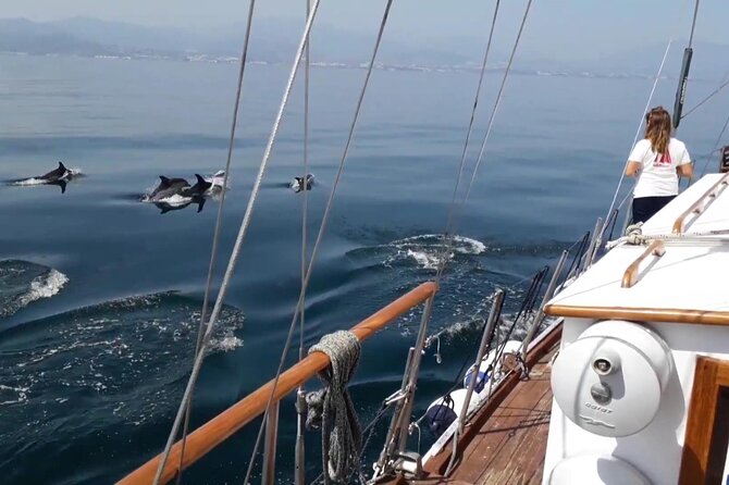 Dolphin Watching Adventure in Estepona Bay - Reviews and Feedback