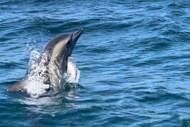 Dolphin Watching and Boat Tour in Sesimbra - Exploring the Protected Marine Area