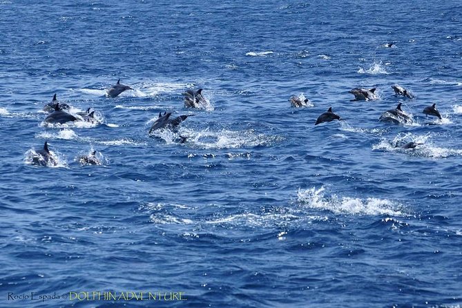 Dolphin Watching Excursion in Gibraltar - Accessibility and Meeting Details