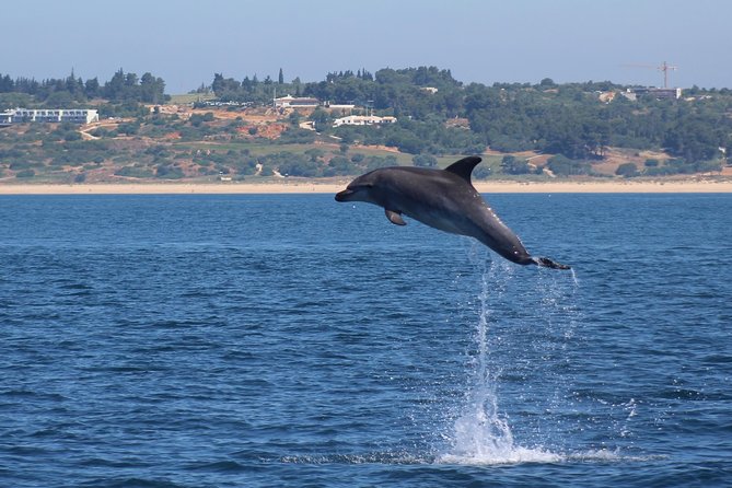 Dolphin-Watching in Marina De Lagos - Reviews and Feedback