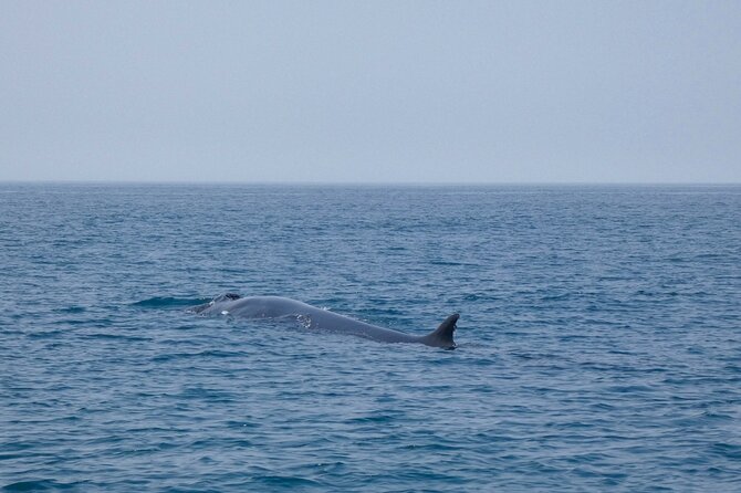 Dolphin Watching With Biologist in Arrábida Natural Park - Exploring the Beautiful Coastline