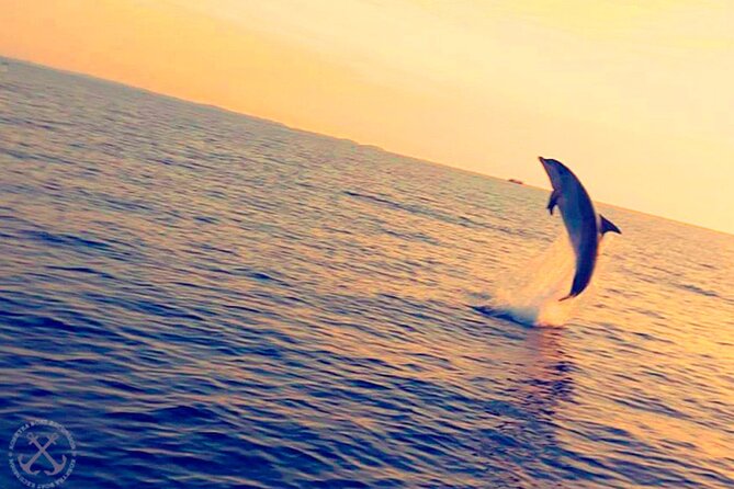 Dolphins Watching in the National Park Brijuni From Pula - Dolphin Sightings