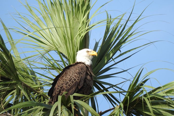 Everglades Day Safari From Fort Myers/Naples Area - Reviews and Experiences
