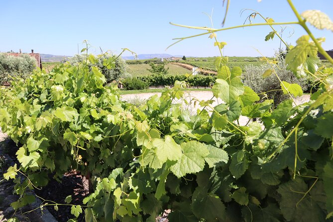 Exclusive Douro Valley: Visit 3 Wineries, 9 Wine Tastings & Lunch - Exploring the Historic Pinhao