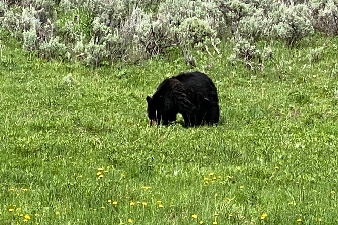 Exclusive Private Yellowstone Adventure: Explore The Lower Loop - Wildlife and Scenic Highlights