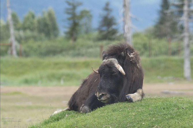 Glaciers and Wildlife: Super Scenic Day Tour From Anchorage - Encounter With Alaskan Wildlife