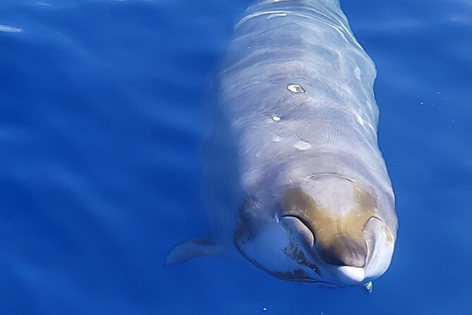 Guaranteed Dolphin and Whale Watch Tour in Kona - Wildlife Sightings