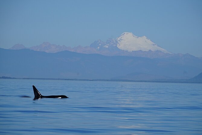 Guaranteed Whale Watching Tour - Unique Features