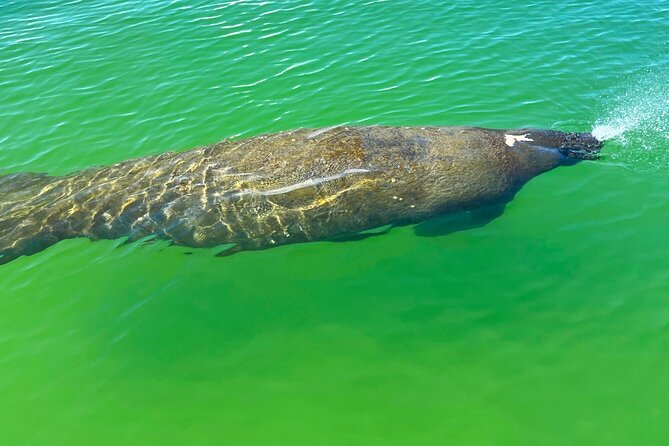 Guided Hobie Kayak EcoTour: Premium Eco Experience Bonita Springs - Guide and Customer Reviews