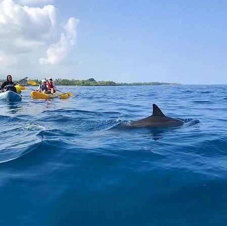 Guided Outrigger Canoe Tour in Kealakekua Bay - Experienced and Knowledgeable Guides