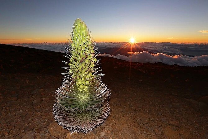 Haleakala Maui Sunset Twilight Tour With Dinner - Sunset Viewing at Haleakala