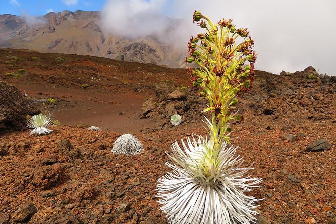 Haleakala Sunrise Best Guided Bike Tour With Bike Maui - Meeting and Safety Information