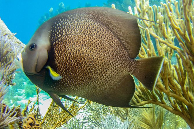 Half Day Snorkel Trip on Reefs in the Florida Keys - Inclusions and Amenities