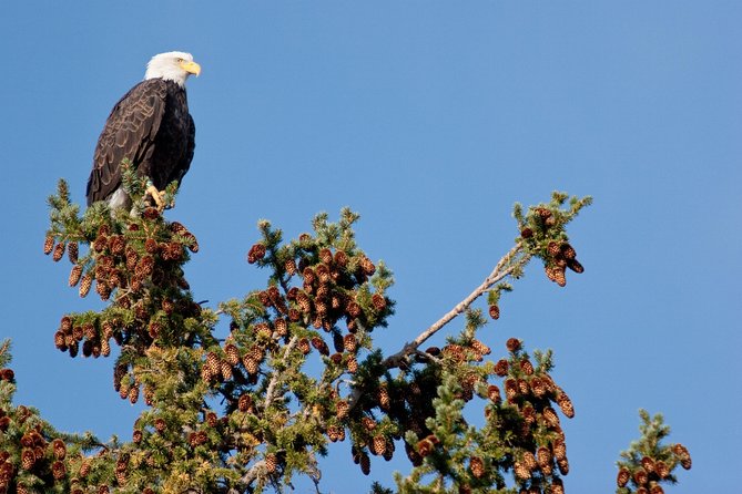 Half-Day Wildlife Safari Tour in Grand Teton National Park - What to Expect on the Tour