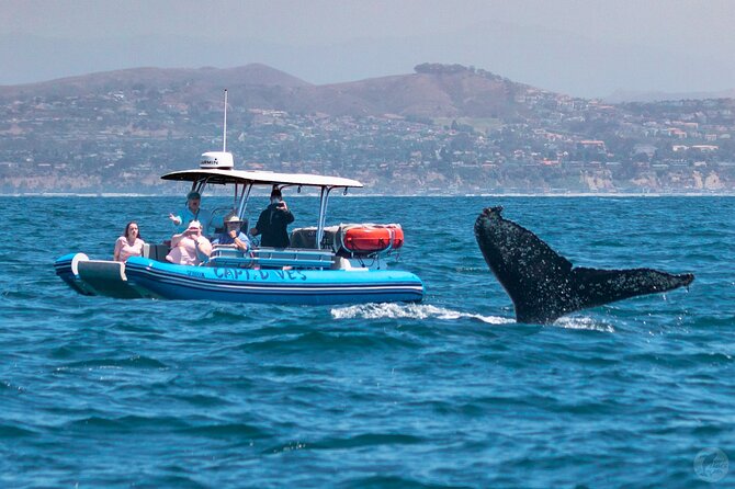 High Speed Zodiac Whale Watching Safari From Dana Point - Customer Reviews and Highlights