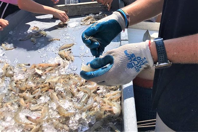 Hilton Head Shrimp Trawling Boat Cruise - Opportunities to Interact With Marine Life