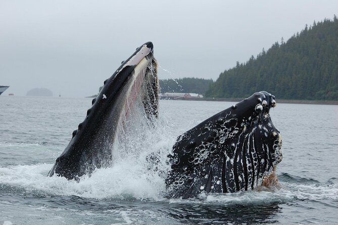 Hoonah Whale-Watching Cruise - Guided Commentary and Insights