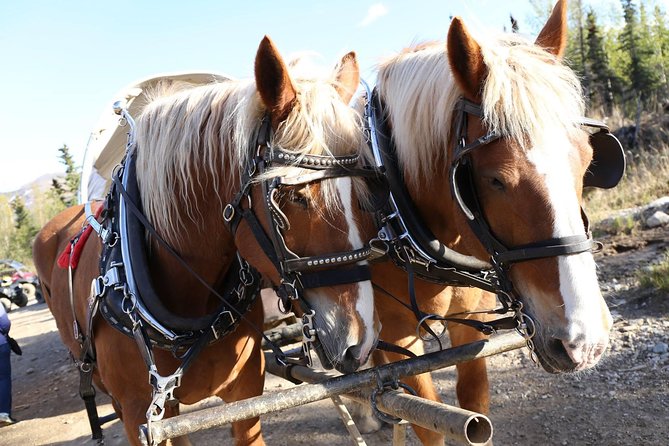Horse-Drawn Covered Wagon Ride With Backcountry Dining - Accessibility and Participation