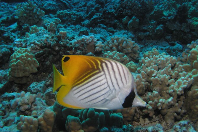 Intro Dive Kaanapali Swim Ability Required - Instructor Expertise