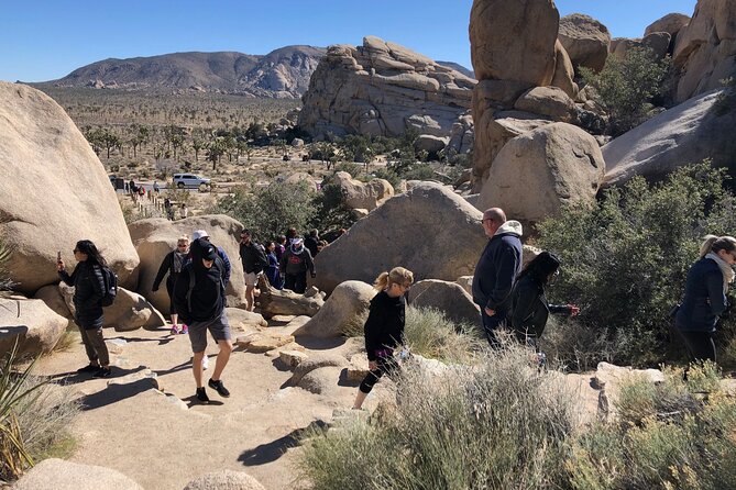 Joshua Tree National Park Driving Tour - Encountering the Iconic Joshua Trees
