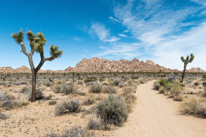 Joshua Tree National Park Self-Guided Driving Audio Tour - Reviews and Experiences