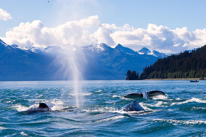 Juneau Whale Watching Adventure - Naturalist Guide and Wildlife Spotting