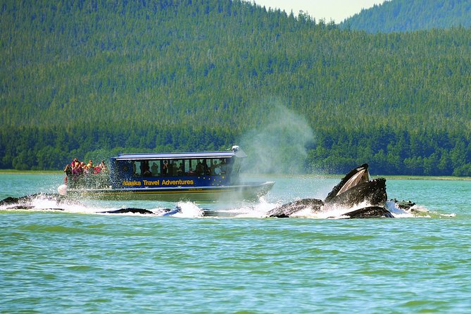Juneau Whale Watching and Salmon Bake - Meeting Point and Logistics