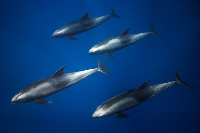 Kaimana Ocean Safari - Safari-Style Boat Tour