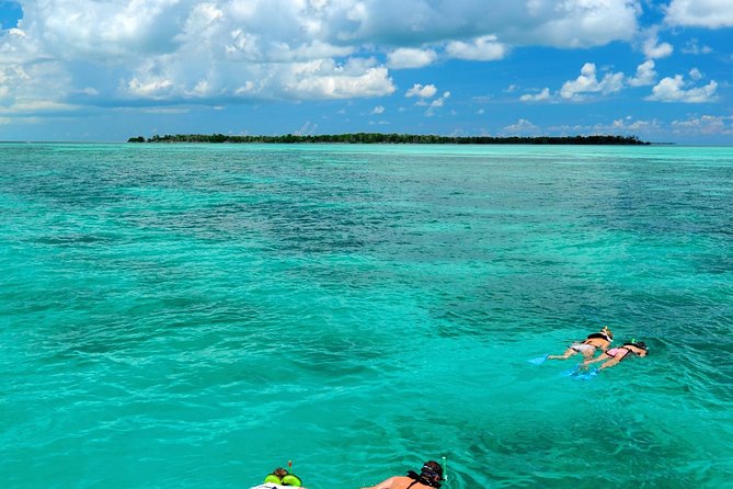 Key West Dolphin Watch and Snorkel Tour - Eco Adventure - Highlights of the Dolphin Watching Experience