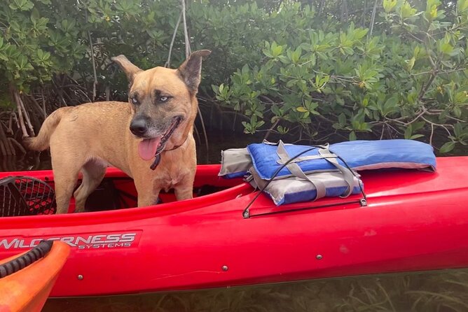 Key West Mangrove Kayak Eco Tour - Wildlife Spotting Opportunities
